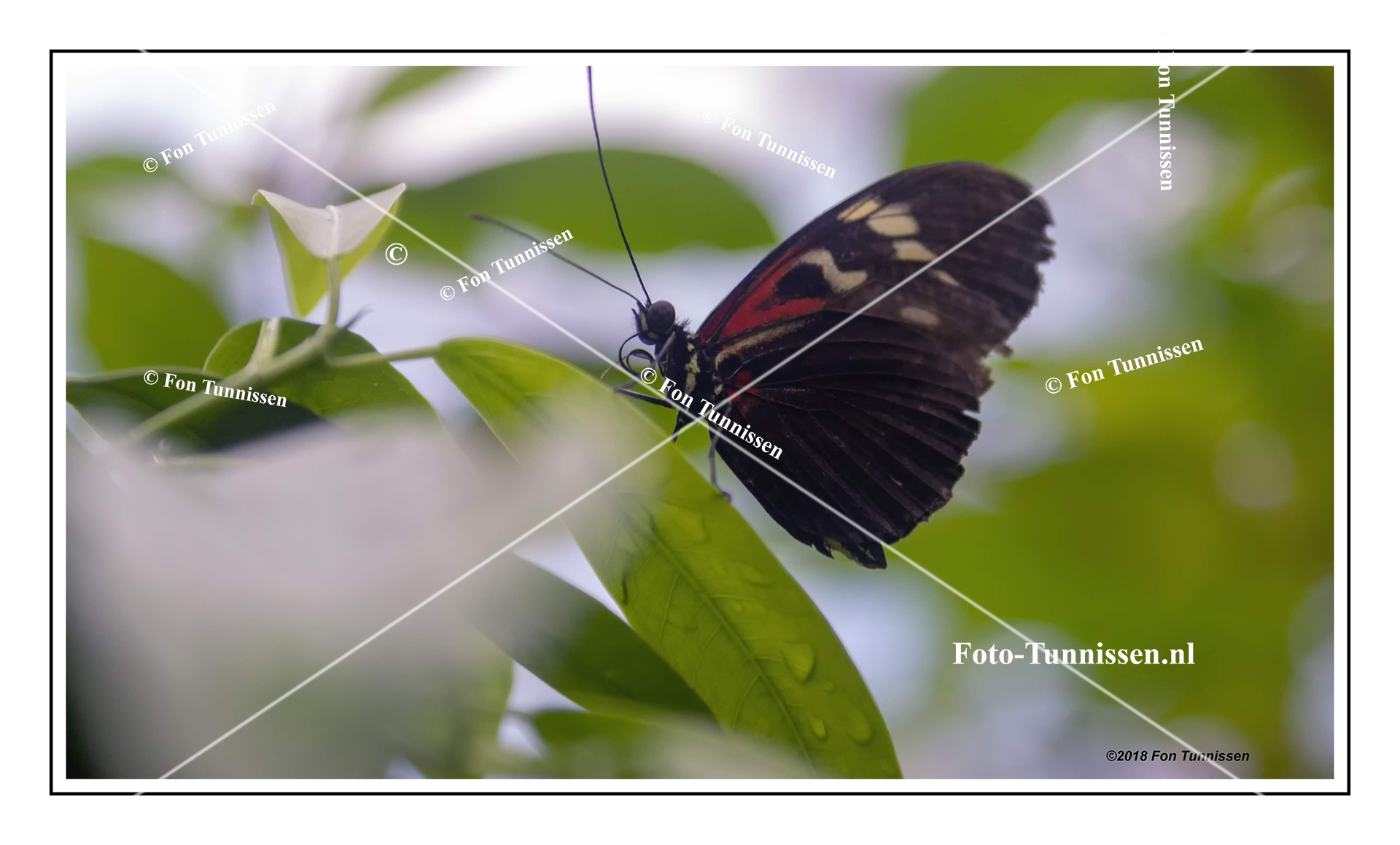 Heliconius melpomene