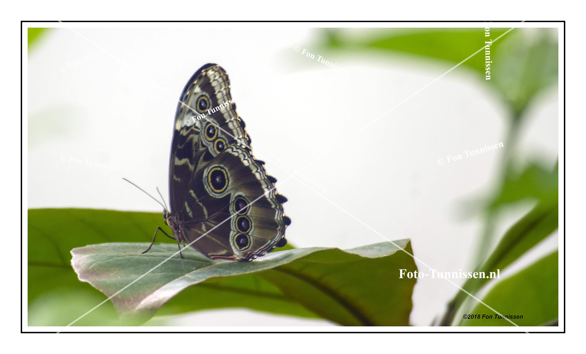 Morpho Peleides