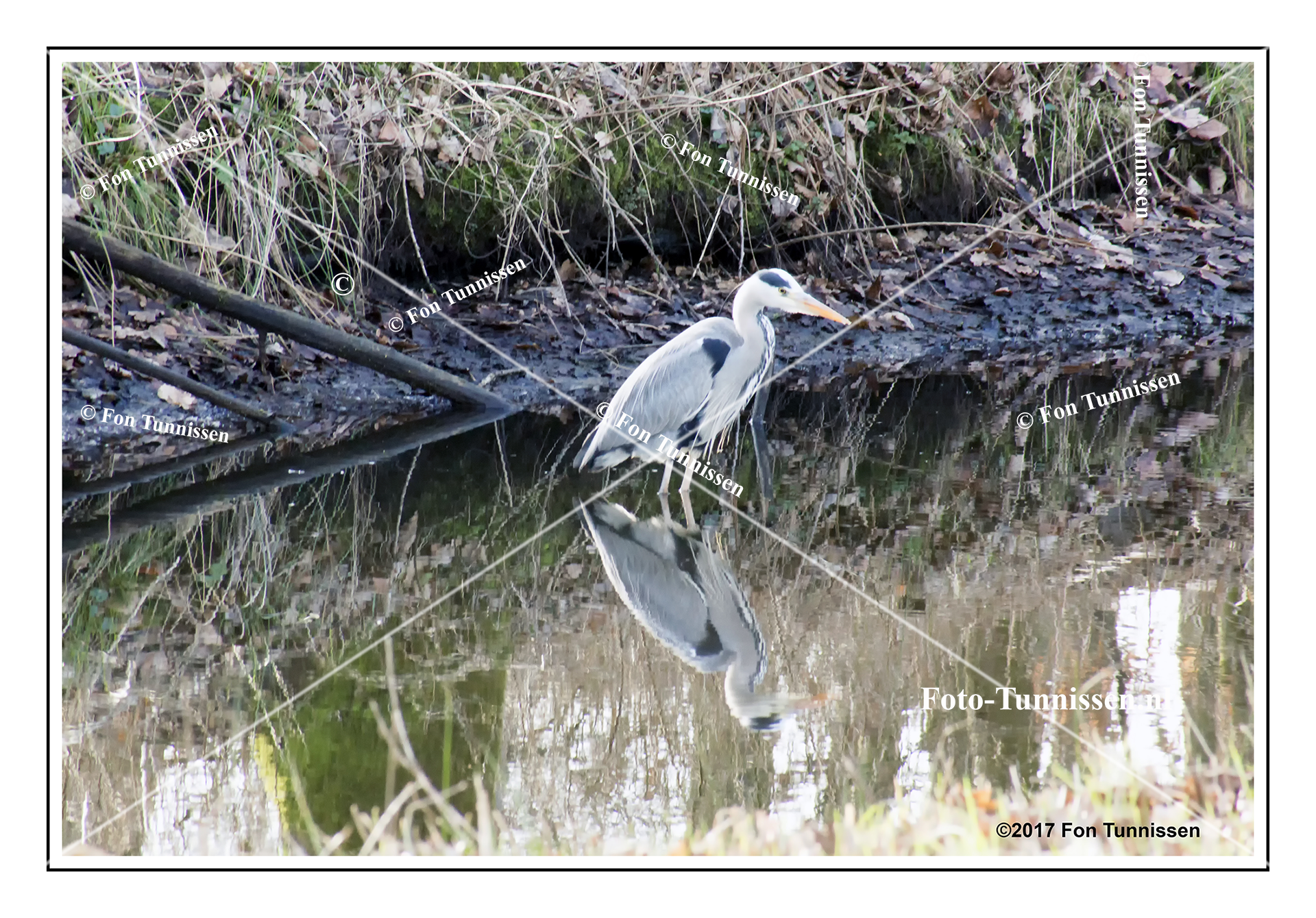 Blauwe reiger